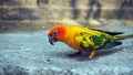 The court parrot, colorful parrot, beautiful parrots, Psittaciformes. Royalty Free Stock Photo