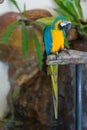 The court parrot ,colorful parrot ,beautiful parrots,sun conure Royalty Free Stock Photo