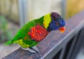 The court parrot ,colorful parrot ,beautiful parrots,sun conure Royalty Free Stock Photo