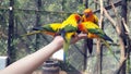 The court parrot, colorful parrot, beautiful parrots, Psittaciformes. Royalty Free Stock Photo