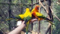 The court parrot, colorful parrot, beautiful parrots, Psittaciformes. Royalty Free Stock Photo