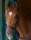 Courted by Chestnut Filly Palace Malice Royalty Free Stock Photo