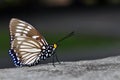 Courtesan butterfly Royalty Free Stock Photo