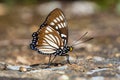 Courtesan butterfly Royalty Free Stock Photo