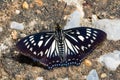 Courtesan butterfly Royalty Free Stock Photo