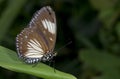 Courtesan butterfly Female, Euripus nycteliu, Garo Hills, meghalaya Royalty Free Stock Photo