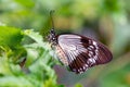 The Courtesan butterfly on the green leaf close up