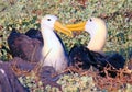 Courting Albatrosses Royalty Free Stock Photo