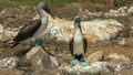 Courting blue-footed booby couple in the galalagos islands, ecuador