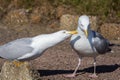 Courting couple. Social behaviour, ethology, in animals. Seagull