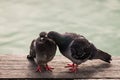Courting feral pigeons