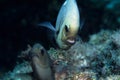 Courting fish