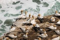 Courting gannets on cliffs Royalty Free Stock Photo