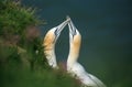 A courting Gannets pair on the edge of a cliff