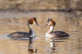 Courting great crested grebes Podiceps cristatus, Italy