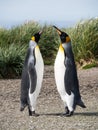 Courting King Penguins