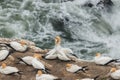 Courting northern gannets Royalty Free Stock Photo