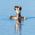 A Courting Pair of Great Crested Grebes