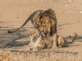 Courting Lion Pair