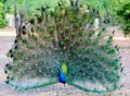 Courting peacock Royalty Free Stock Photo