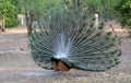 Courting peacock Royalty Free Stock Photo