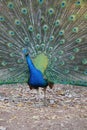 Courting peacock Royalty Free Stock Photo