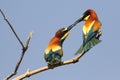 Courting ritual with giving a gift on bee eather birds Royalty Free Stock Photo