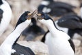 Blue-eyed cormorants or blue-eyed shags on New Island, Falkland Islands