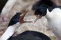 Courtship behavior of blue-eyed cormorants or blue-eyed shags on New Island, Falkland Islands