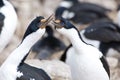 Blue-eyed cormorants on New Island, Falkland Islands. Couple of cormorants billing. Pair of shag birds with courtship behavior. Royalty Free Stock Photo