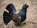 Courtship behavior of an Capercailie Royalty Free Stock Photo