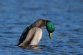 Courtship Behavior - Drake Mallard Duck on the Lake