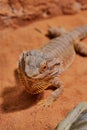 Courtship behavior of a male bearded dragon (Bartagame), spreading of the beard