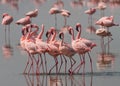 The courtship dance flamingo. Kenya. Africa. Nakuru National Park. Lake Bogoria National Reserve. Royalty Free Stock Photo