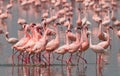 The courtship dance flamingo. Kenya. Africa. Nakuru National Park. Lake Bogoria National Reserve. Royalty Free Stock Photo