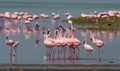 The courtship dance flamingo. Kenya. Africa. Nakuru National Park. Lake Bogoria National Reserve. Royalty Free Stock Photo