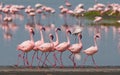 The courtship dance flamingo. Kenya. Africa. Nakuru National Park. Lake Bogoria National Reserve. Royalty Free Stock Photo