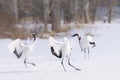 Courtship dance of pair of red crowned crane on feeding grounds of Tsurui Mura at Hokkaido Japan Royalty Free Stock Photo
