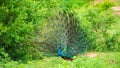 The courtship display of elegant male peacock, iridescent colorful tail feather pattern at an angle, Beautiful dance of male