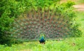 The courtship display of elegant male peacock, iridescent colorful tail feather pattern, Beautiful dance of male Indian peafowl at Royalty Free Stock Photo