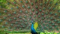 The courtship display of elegant male peacock, iridescent colorful tail feather pattern close up, Beautiful dance of male Indian Royalty Free Stock Photo