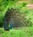 The courtship display of elegant male peacock, iridescent colorful tail feather pattern side view, Beautiful dance of male Indian