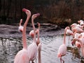 Courtship display of greater flamingos