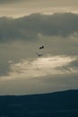 Courtship flight of a couple of storks on a stormy afternoon Royalty Free Stock Photo