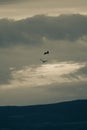 Courtship flight of a couple of storks on a stormy afternoon