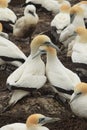 Courtship in the Gannet colony on Cape Kidnappers, lovers on their nest Royalty Free Stock Photo