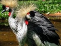 Grey Crowned Crane Balearica Regulorum Couple Courtship Royalty Free Stock Photo