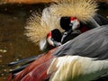 Grey Crowned Crane Balearica Regulorum Couple Courtship Royalty Free Stock Photo