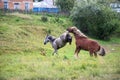 Courtship horses. Royalty Free Stock Photo