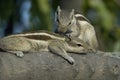 Courtship in Indian Palm squirrel